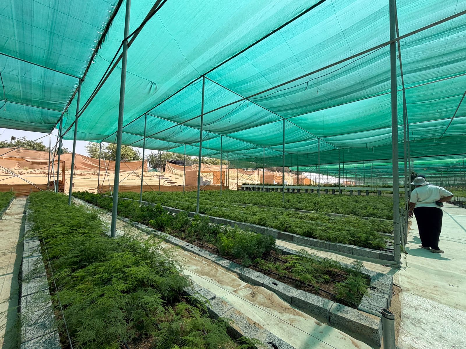 Lush greenery growing under shade nets