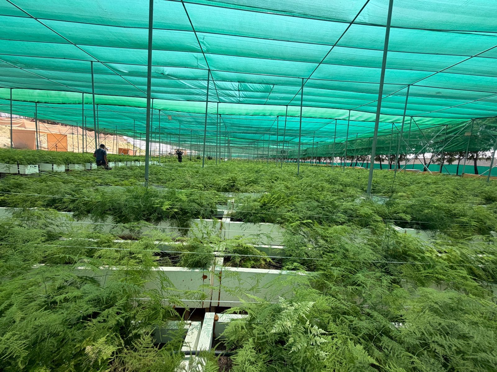 Raised growing beds with farm worker